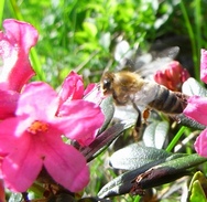 Biene fliegt eine Almrose an