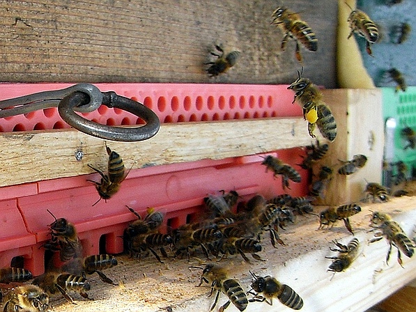 Biene mit Pollenhose im Anflug aufs Flugloch