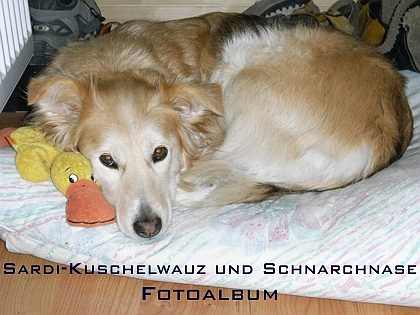Sardi-Kuschelwauz und Schnarchnase Fotoalbum