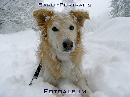 Sardi-Portraits Fotoalbum