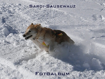 Sardi-Sausewauz Fotoalbum