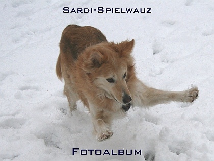 Sardi-Spielwauz Fotoalbum