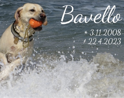 Bavello - 3.11.2008-22.4.2023