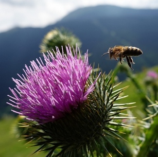 Biene fliegt eine Distel an